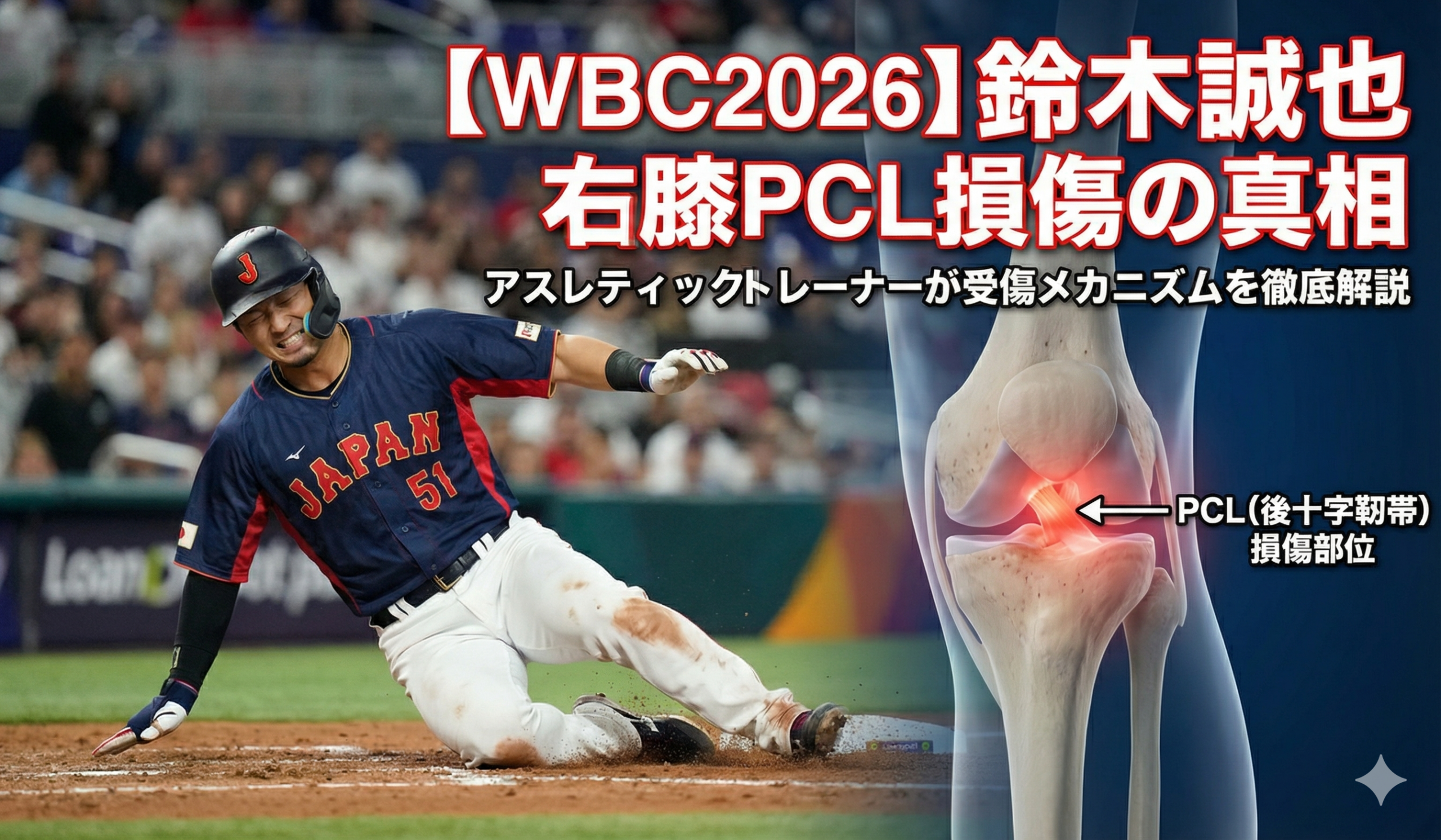 鈴木誠也選手がWBC2026準々決勝で膝を痛めてスライディングする場面と後十字靭帯（PCL）損傷部位の解剖図